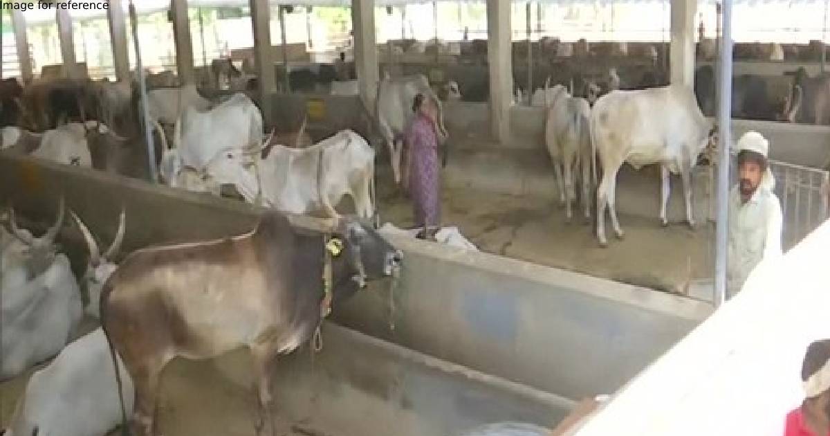 UP begins online registration of cow shelters, 582 gaushalas registered